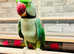 Stunning male alexandrine parrot Hundred percent feathers