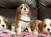 Cavalier King Charles puppies