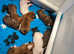 Stunning KC Registered Boxer Puppies Kennel Club Assured Breeders