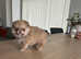 Xx small cute Pomeranian