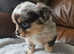 Ready to leave now , pomchi puppies