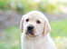 Labradore pups