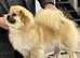 Tibetan spaniels