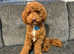 Toy poodle for Stud