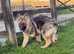 Silver sable female reduced to find her forever home
