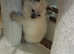 6 week ragdoll, short haired girl kittens x2