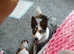 Border collie cross husky