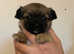 Beautiful chihuahua pups