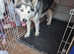 Beautiful gorgous female bi eyed sable malamute bitch