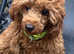 Lady kc reg red toy poodle 6'm old