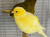 Colour canaries - Red factor, border and Fifes