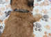 Shichon /Zuchon puppies (Shih tzu x Bichon)
