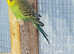 2 baby green budgies