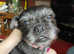 Pug x jack russell - chihuahua  puppies