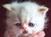 Gorgeous kittens