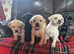KC Registered Labrador puppies