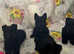 Scottish terrier puppy's