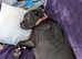 7 month old female cane corso