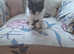 2 stunning kittens