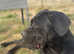 Female cane corso