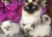 Ragdoll quality fully vacc kittens £550 from multi award winning registered breeder