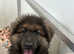 Rare kcreg white and  blue carrying Isabella German shepherd pups