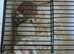 3 young male gerbils