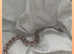 Ball python and full set up