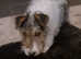 KC REG WIRE FOX TERRIERS