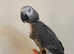 Friendly Very Tame Talking African grey Parrot