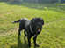 male Neapolitan mastiff