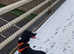 Collie cross spaniel