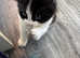 Kitty