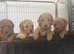 STUNNING RED COCKAPOO PUPPIES