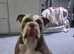 Lilac tri English Bulldog ( storm )