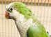 Beautiful baby green Quaker Talking Parrot