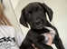 beagle mix pups for sale MANCHESTER area