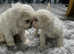 Absolutely ADORABLE little floofy Bichon Frise for beautiful forever homes . Available now in Maldon Essex