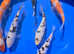 Koi Carp for sale
