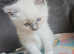 Ragdoll kittens