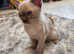 Outstanding quality pedigree registered Burmese kitten