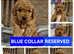 Bordoodle x colliepoo puppies ready now (Health tested)