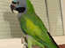 Stunning young darbyan parrot