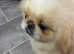 Stunning top quality cream and white Pekingese male