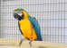 Stunning breeding pair macow parrot