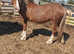 Welsh c mare xx