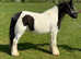 12.1 cob mare