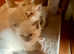 Bluepoint Ragdoll kitten for sale