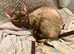 GCCF Active King male Devon Rex