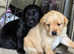 Labrador puppies looking for new homes!!